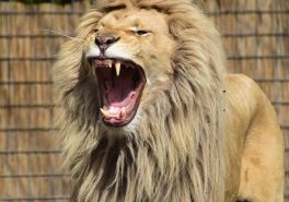 Blacktowermedia1.com